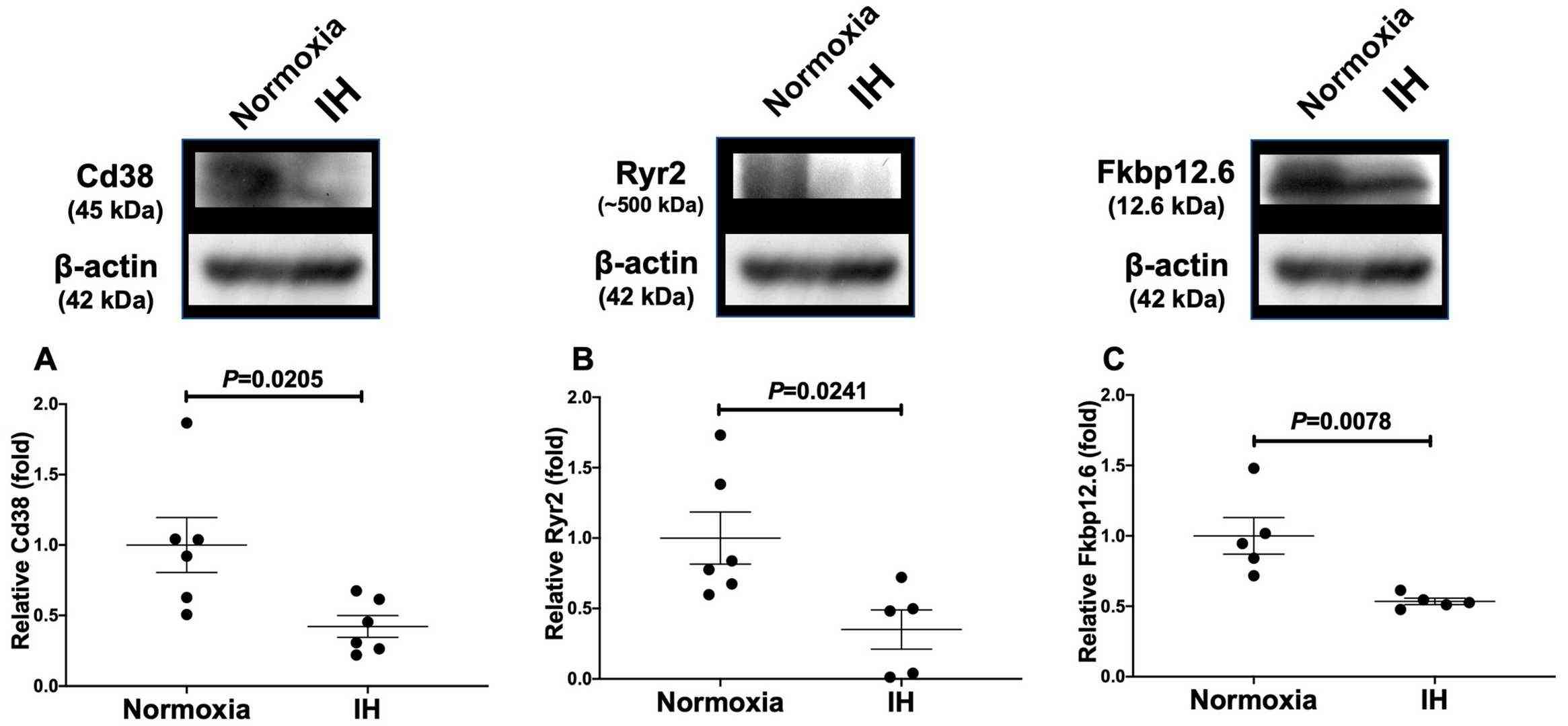 Relative protein expression levels of (A) Cd38, (B) Ryr2, and (C) Fkbp in rat H9c2 cardiomyocytes affect to IH