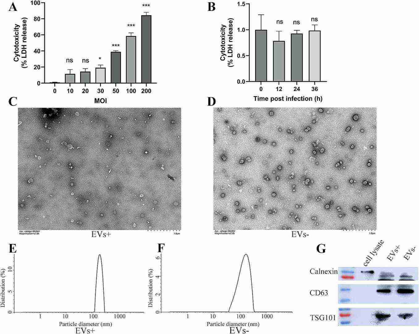 Cytotoxic effects of M. bovis PG45 on EBL cells and characterization of EVs released from M. bovis-infected EBL cells.