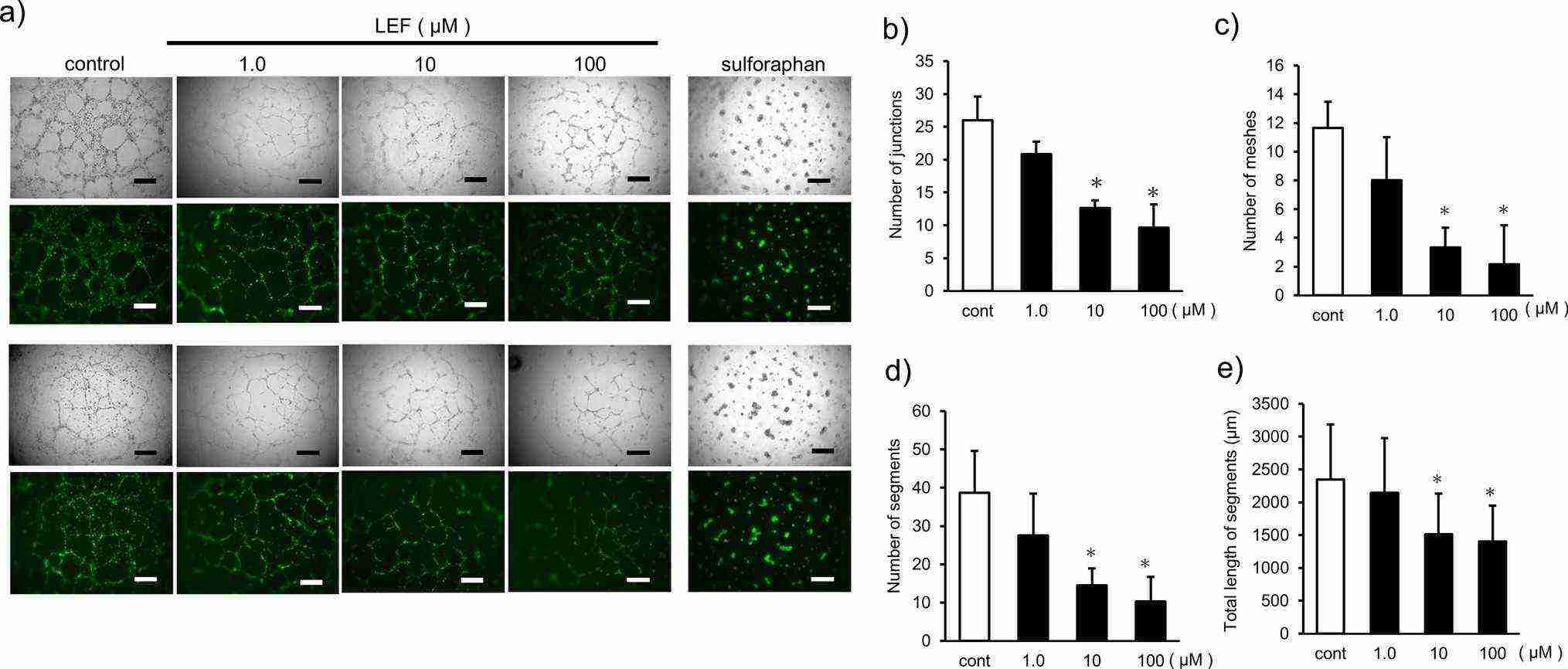 Assessment of LEF's inhibitory effect on angiogenesis in vitro.