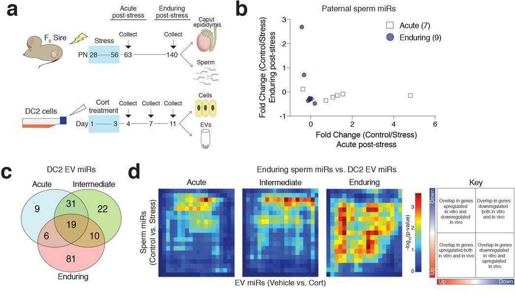 Glucocorticoid-treated immortalized mouse distal caput epididymal epithelial cell Line (DC2) EVs in vitro mimic paternal stress programming of enduring sperm miRs in vivo.