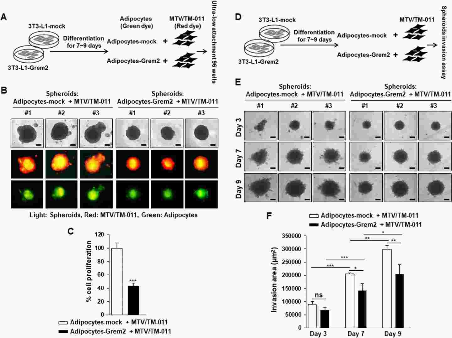 The proliferation and invasion of breast cancer cells were inhibited by adipocytes overexpressing Grem2.
