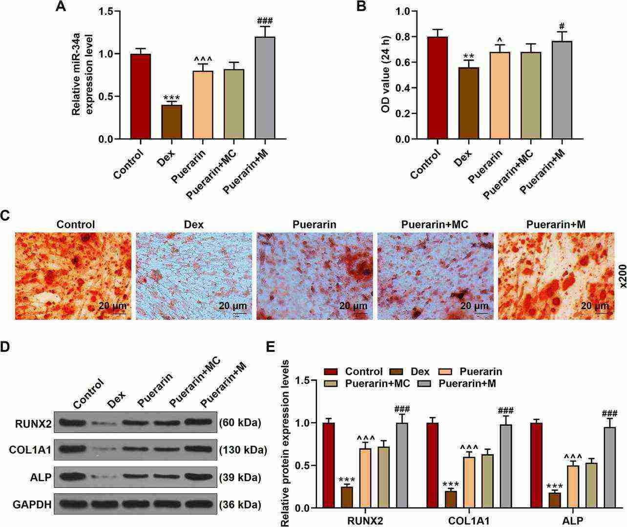 Puerarin mitigated the Dex-induced suppression of rabbit osteoblast differentiation partly through upregulating miR-34a expression.