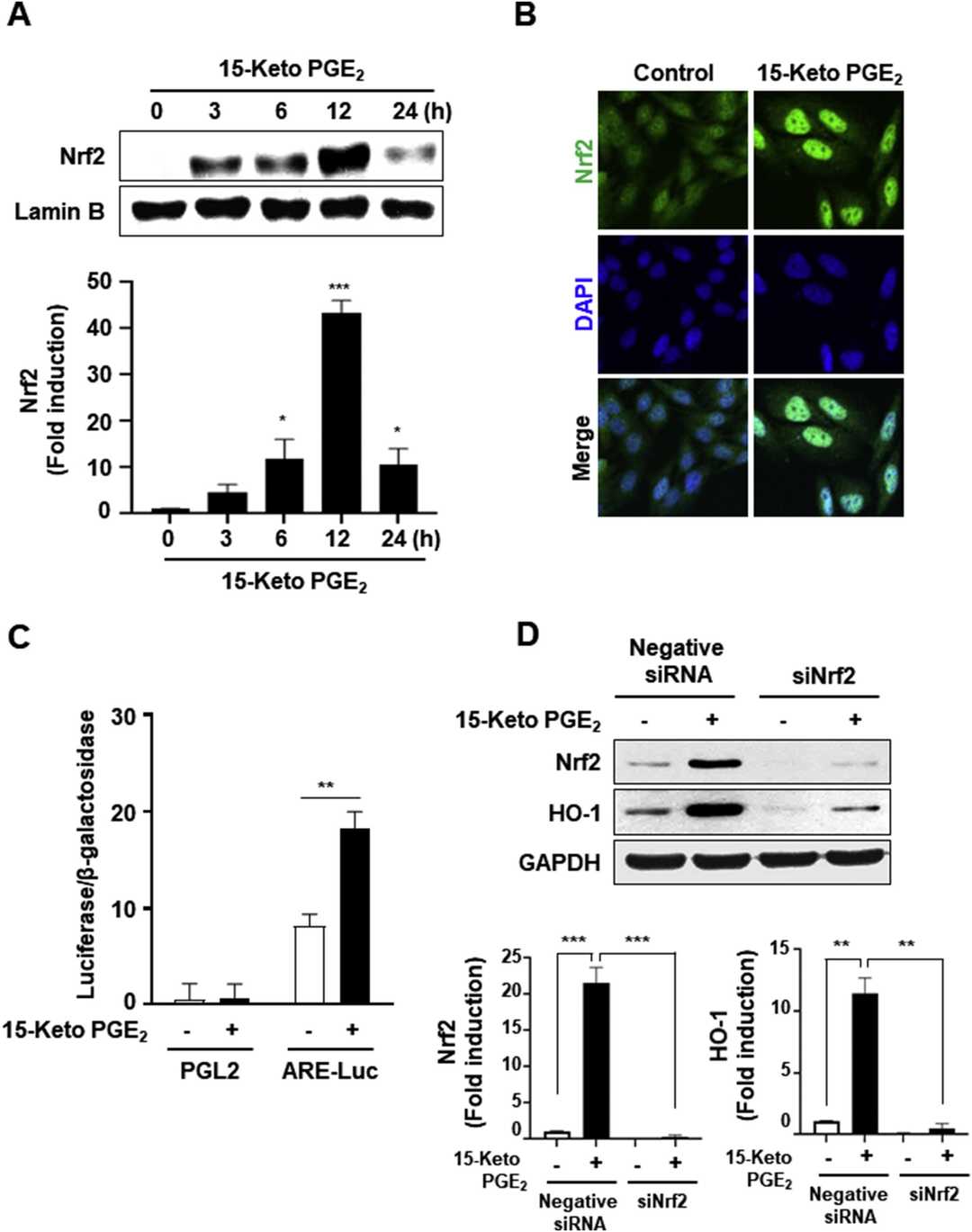 Induction of HO-1 expression by 15-Keto PGE2 in CCD 841 CoN cells.