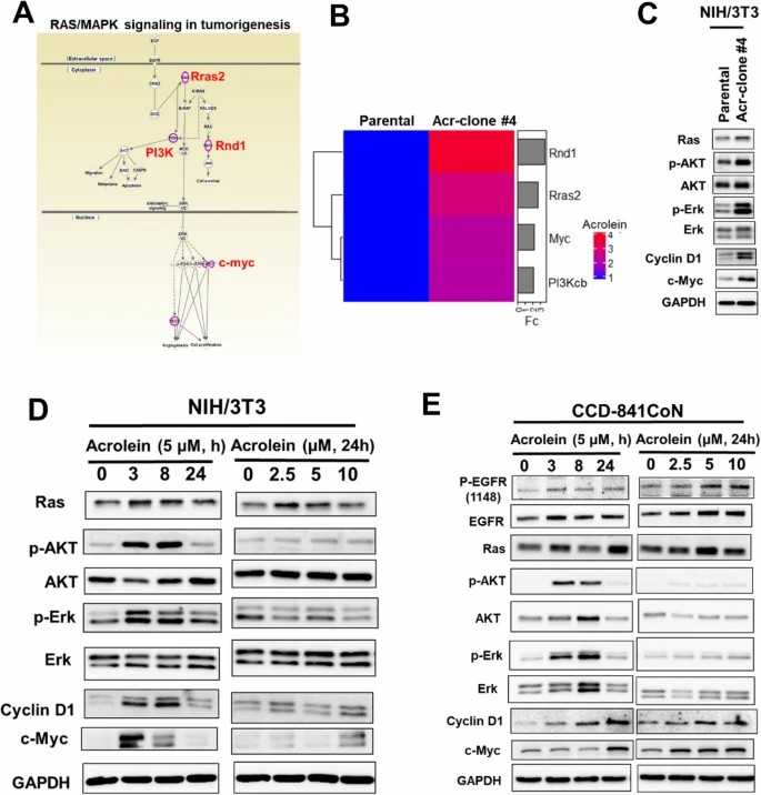 Ingenuity Pathway Analysis (IPA) of gene expression in acrolein-transformed clones.