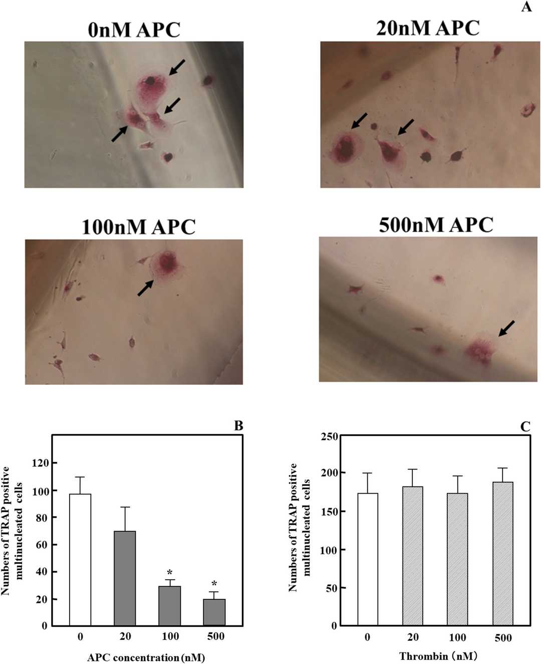 Impacts of APC and thrombin on RANKL- and M-CSF-dependent osteoclast differentiation in osteoclast precursor cells and osteoclasts