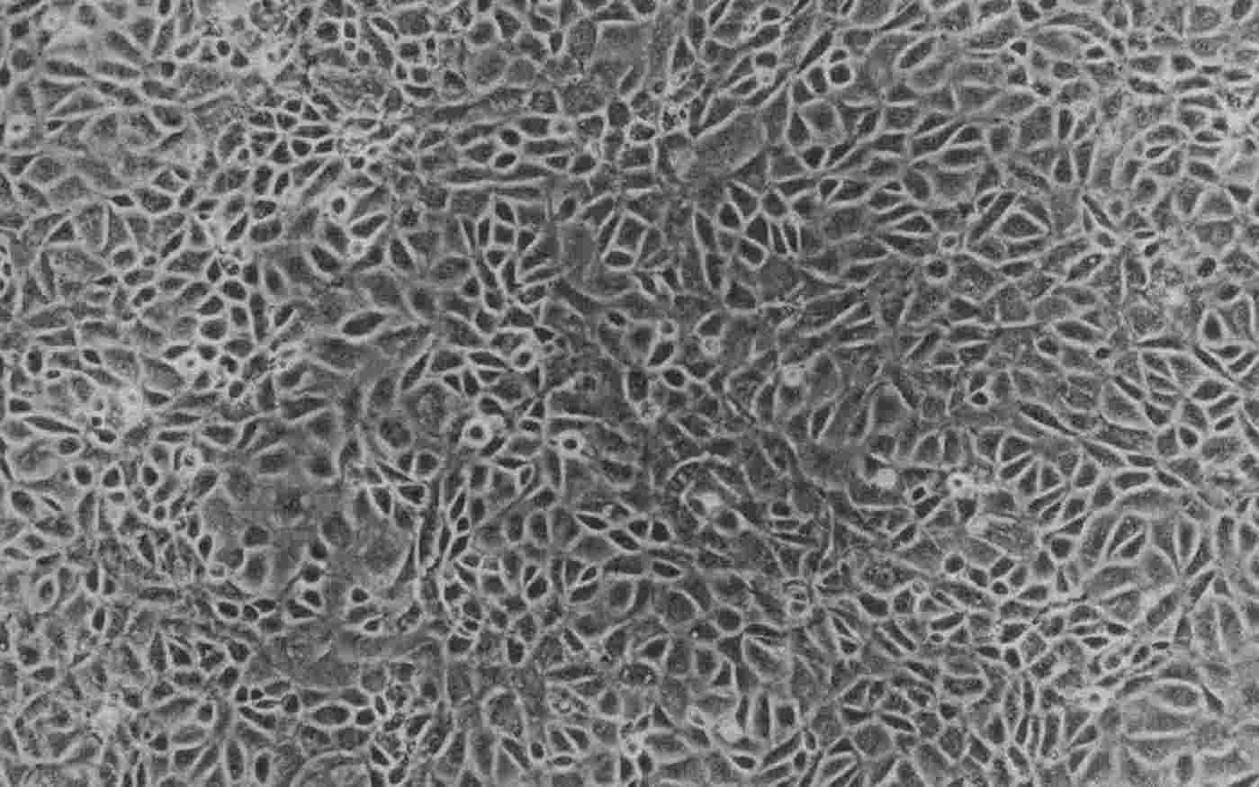 Cultivation of YAMC cells in a monolayer at the fifth passage.