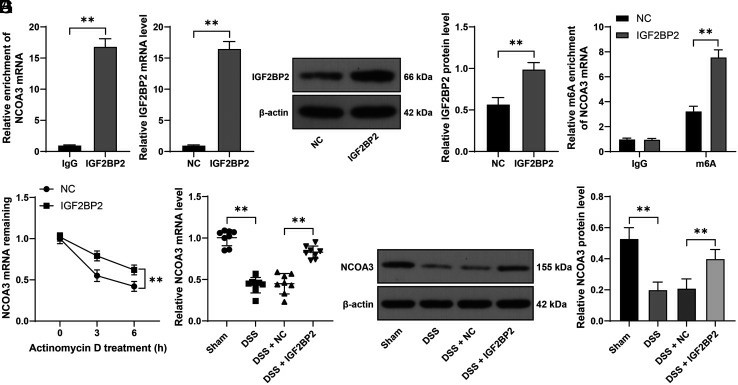 IGF2BP2 identifies and interacts with the m6A site on NCOA3, enhancing the stability of its mRNA.