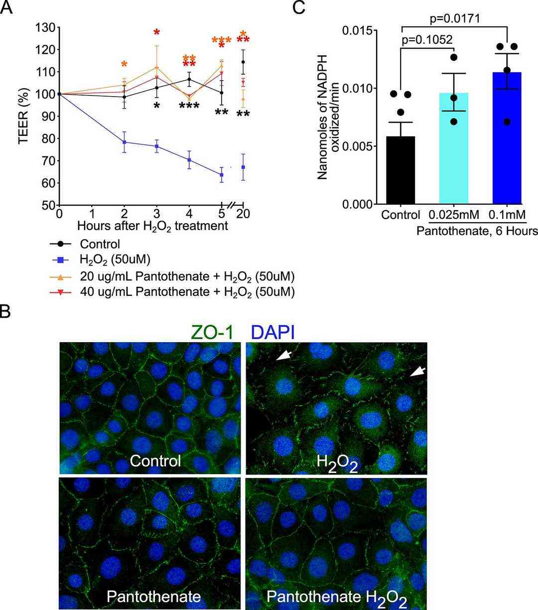 Pantothenate supports the integrity of the intestinal epithelial barrier and reduces oxidative stress within these cells.