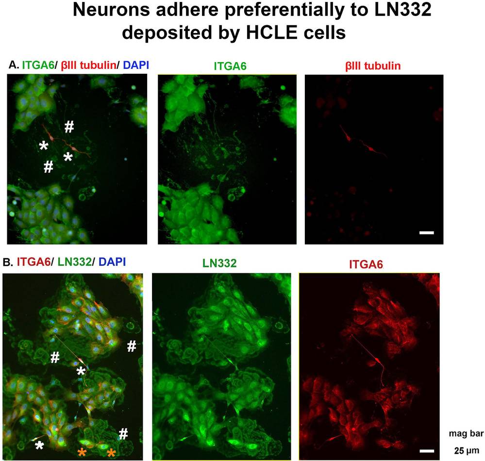 Neurons show a preference for adhering to LN332 laid down by HCLE cells.
