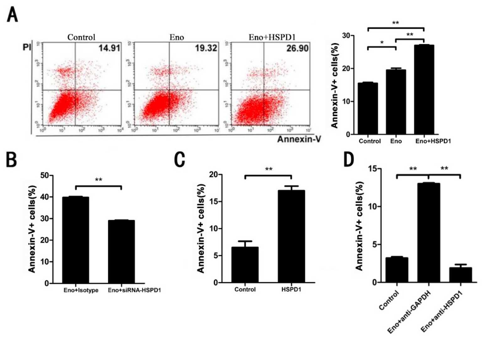 Both intracellular and extracellular HSPD1 can lead to apoptosis. Use Flow cytometry analysis to detect Eno- or HSPD1-induced apoptosis.