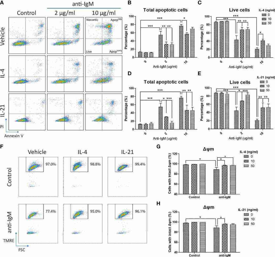 Anti-IgM induced apoptosis and mitochondrial dysfunction was rescued by IL-4 and IL-21.
