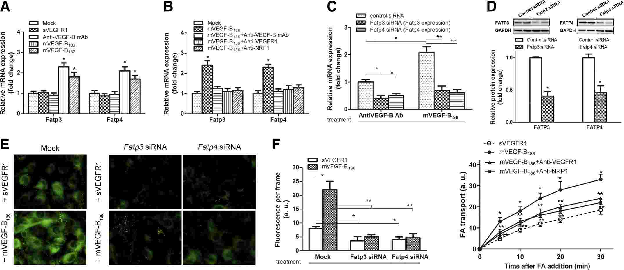 Reducing Vegfb expression in the tibialis anterior muscle of mice mitigated muscle lipid buildup and insulin resistance caused by catch-up growth (CUG).