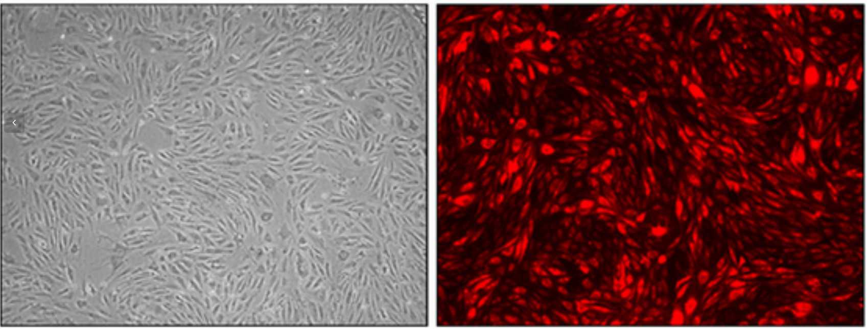 Human intestinal microvascular endothelial cells culture at passage 10 after infection with mCherry-bearing lentiviral vectors.