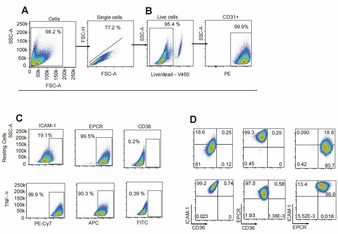Flow cytometry gating strategies for the analysis of primary endothelial cell populations.