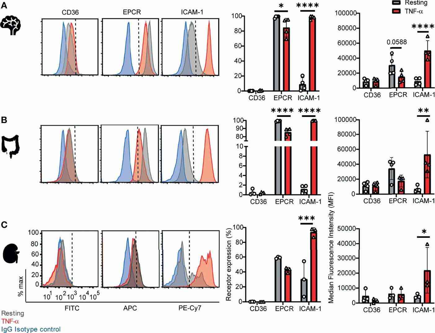 Analysis of CD36, EPCR, and ICAM-1 surface expression on primary endothelial cells from human brain, intestine, and kidney.