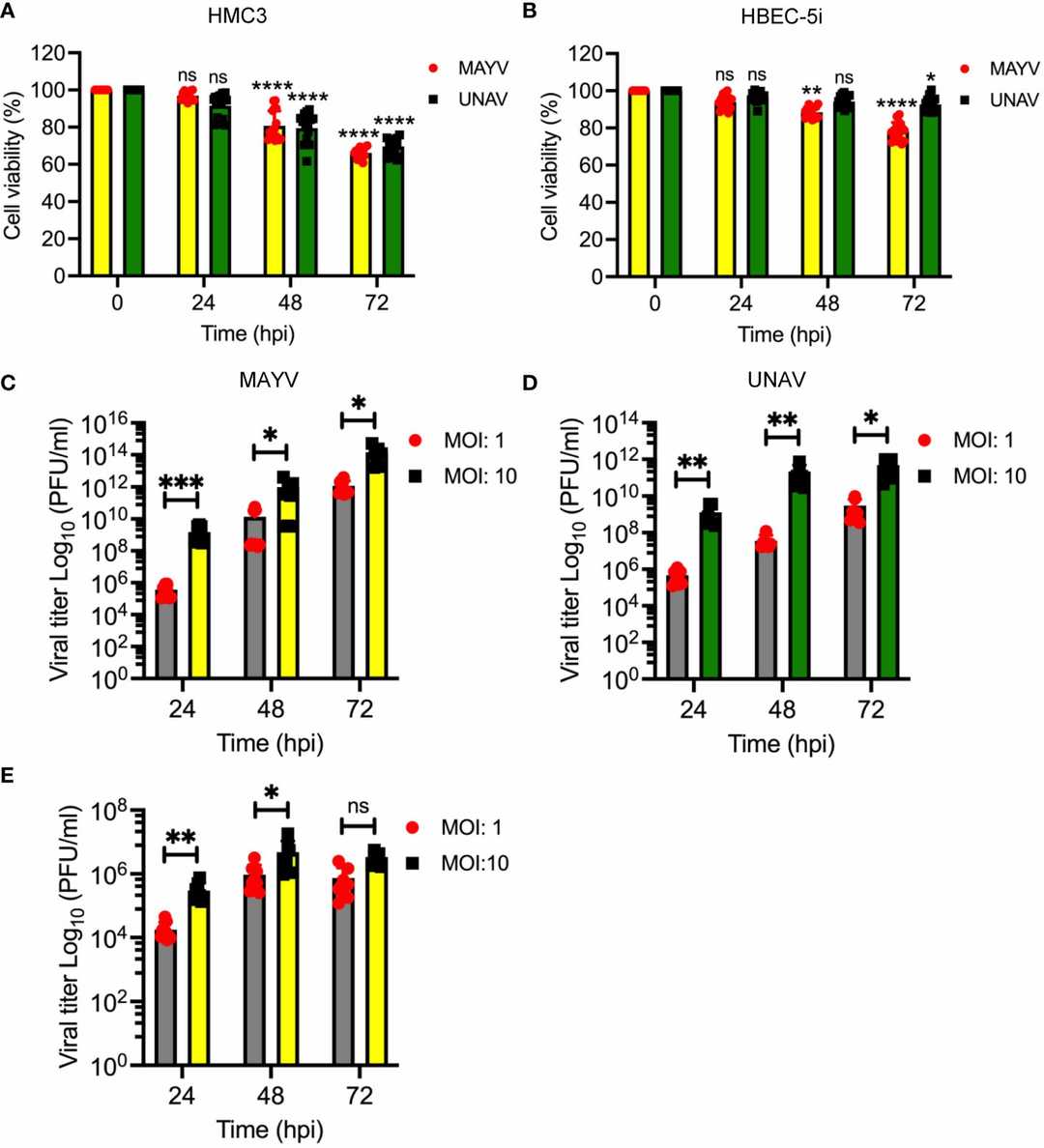 Mayaro and Una viruses efficiently infect human microglia HMC3 cells.