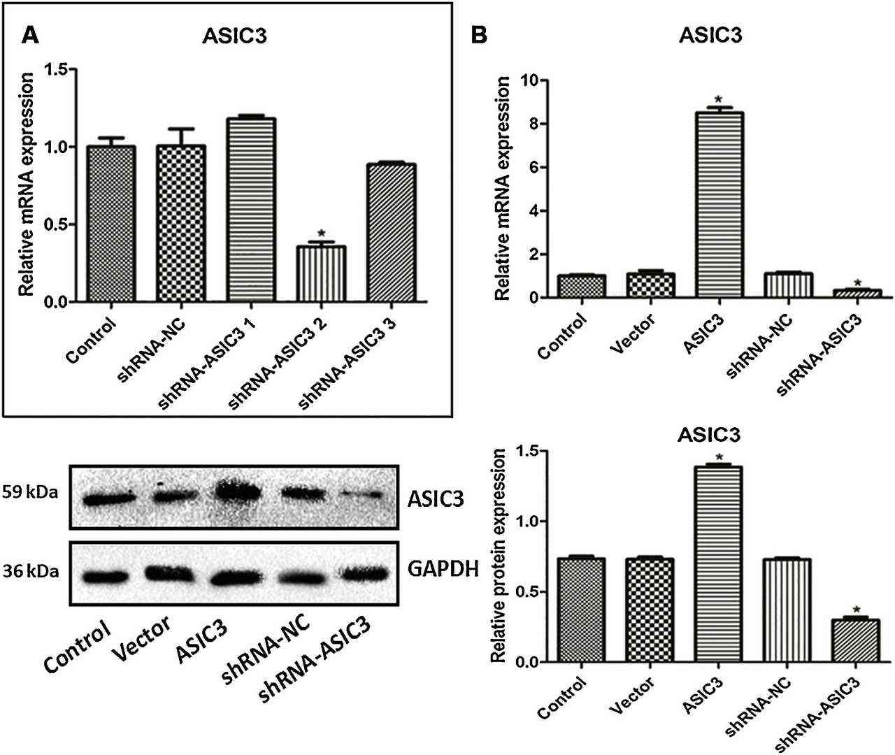 The expression of ASIC3 in primary rabbit nucleus pulposus cells treated with different ASIC3 shRNA (A) and different ASIC3 expression vectors and interference sequences (B).