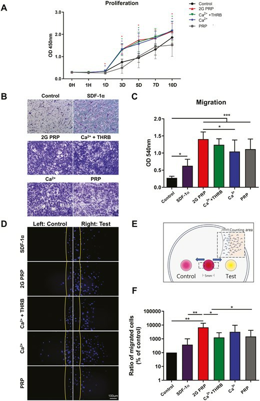 Effects of 2G PRP on proliferation and migration of rat bone marrow MSCs.