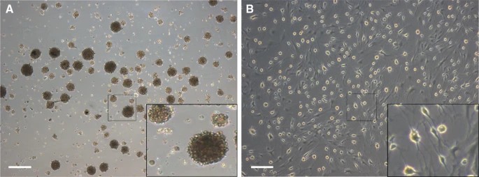 The morphological characteristics of cell spheres and neuron-like cells are presented.