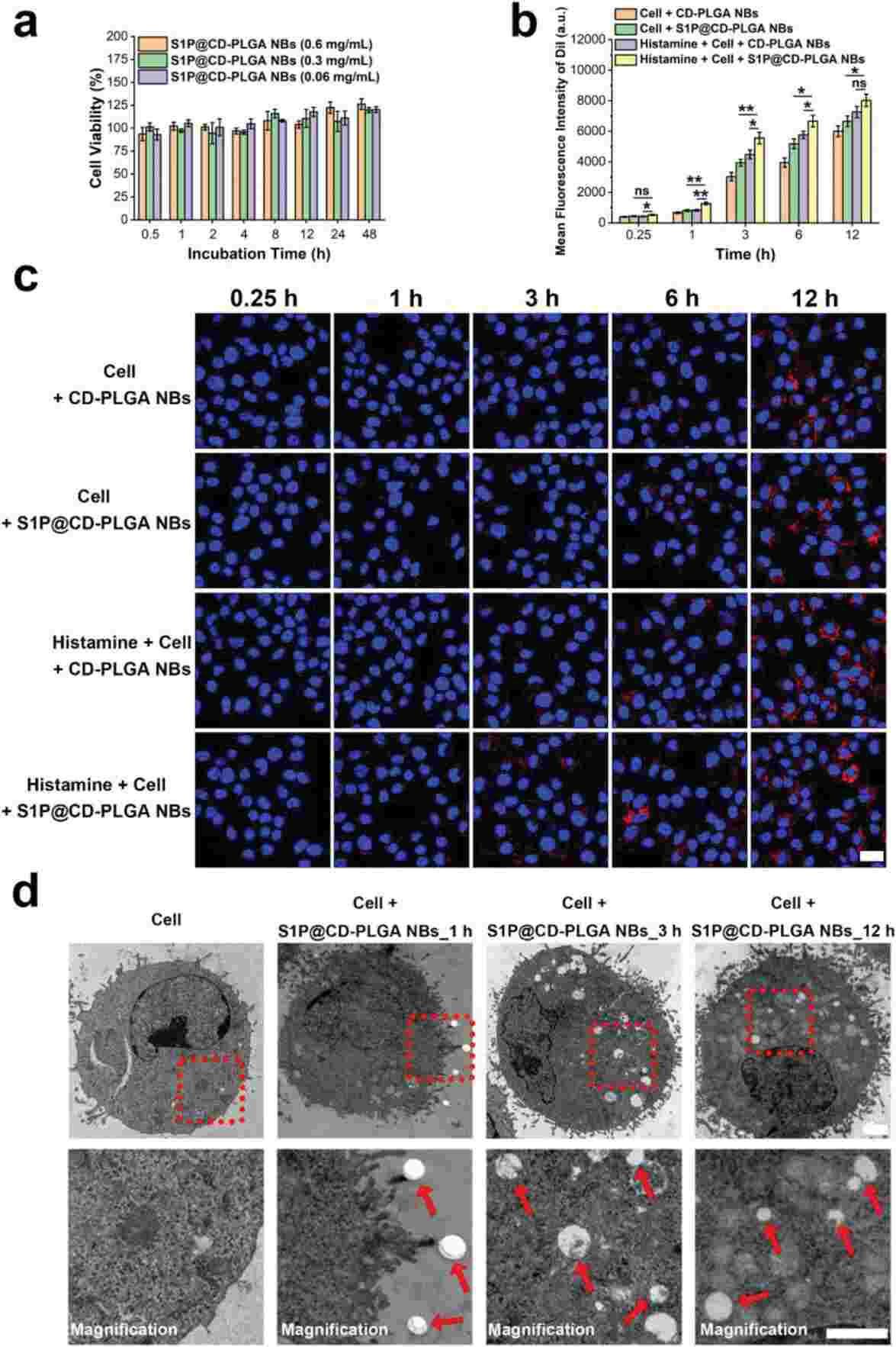 The effects of S1P@CD-PLGA NBs on toxicity and static targeting in rat carotid endothelial cells.