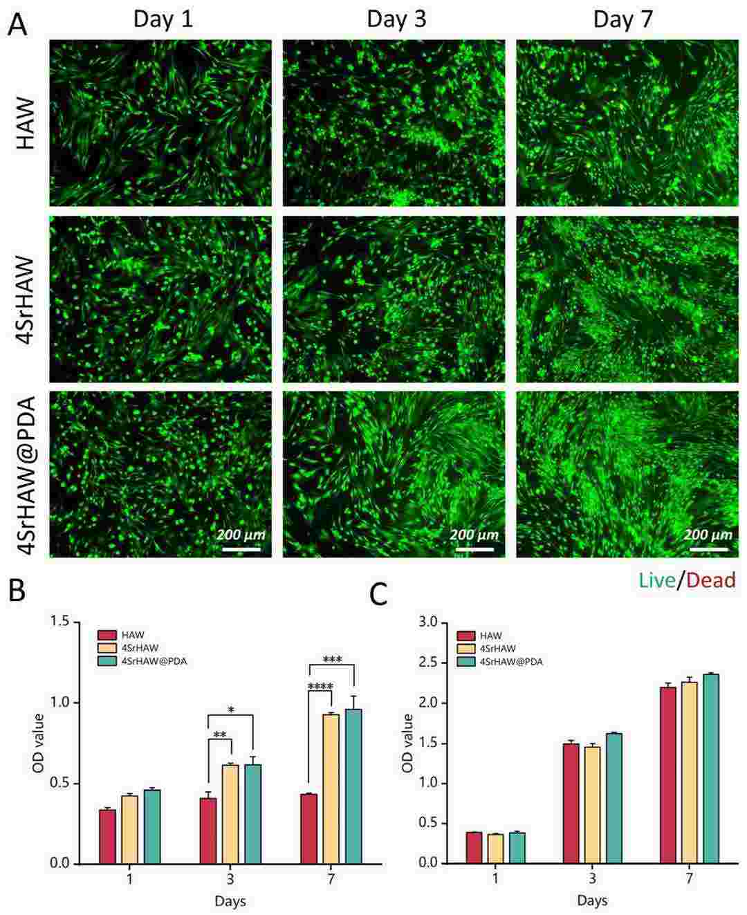 Cell proliferation on the RUVEC-BMVs and the nanofibrous scaffolds.