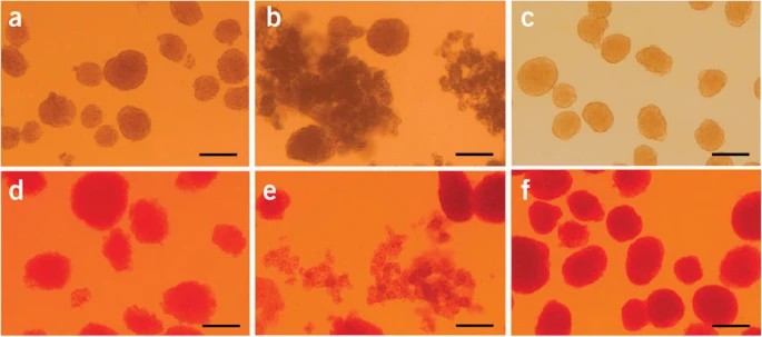 The islets kept in cell culture medium (a,b,c) and the islets after dithizone staining (d,e,f).