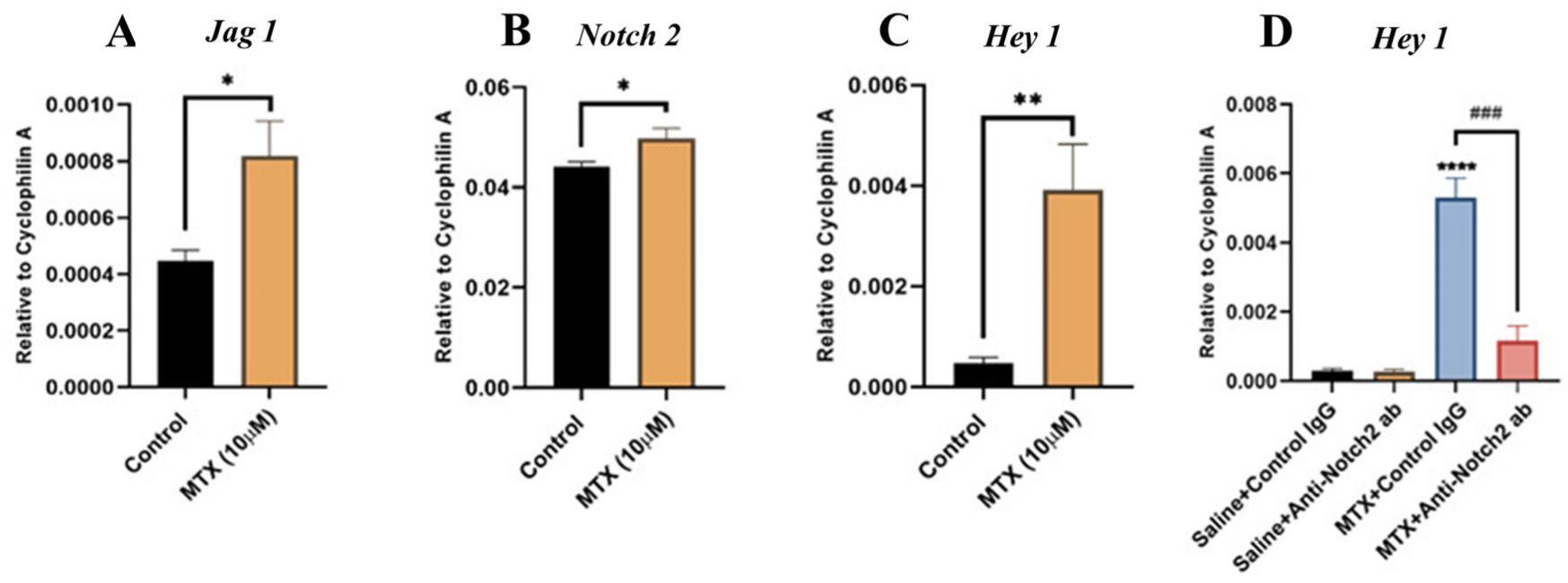 MTX treatment effects on the Notch2 ligand Jag1, Notch2, and the Notch target gene Hey1 mRNA expression and the role of Notch2 signaling in MTX-induced Hey1 induction in cultured rat BMECs.