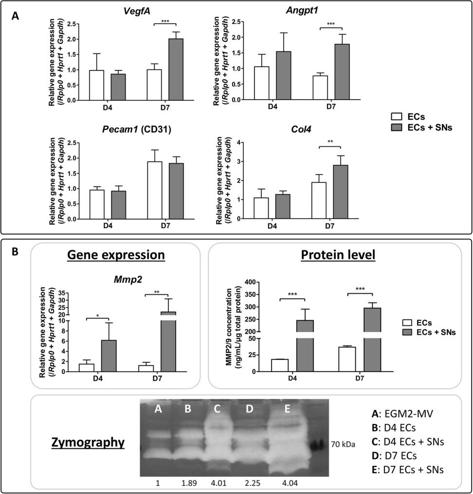 Effect of CGRP and SP on endothelial cells transcriptional profiles.