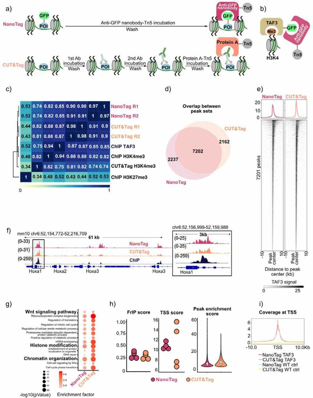 Workflow and binding profiling comparison between NanoTag and CUT&Tag for TAF3.