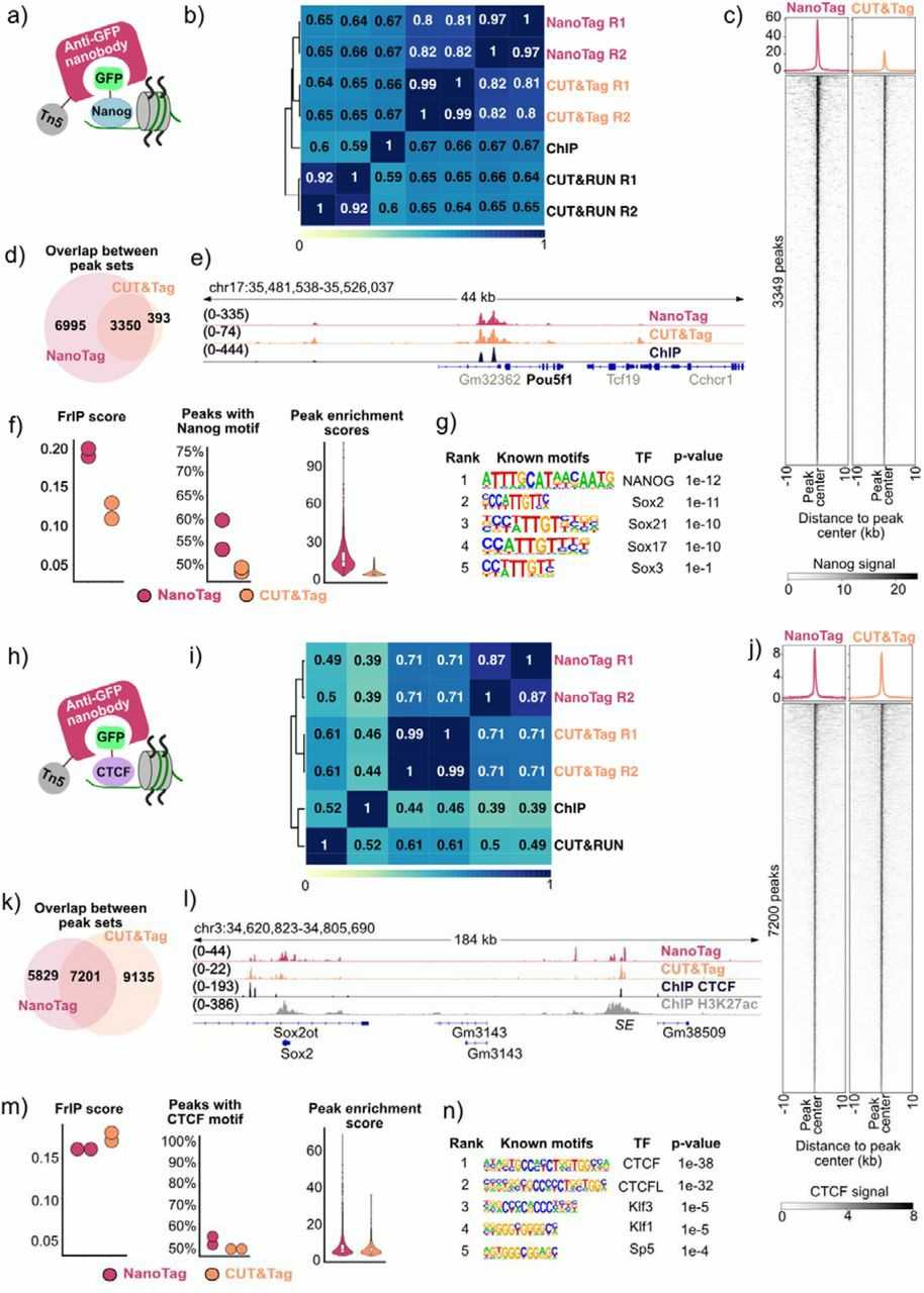 Binding sites of nanog and CTCF identified by NanoTag.