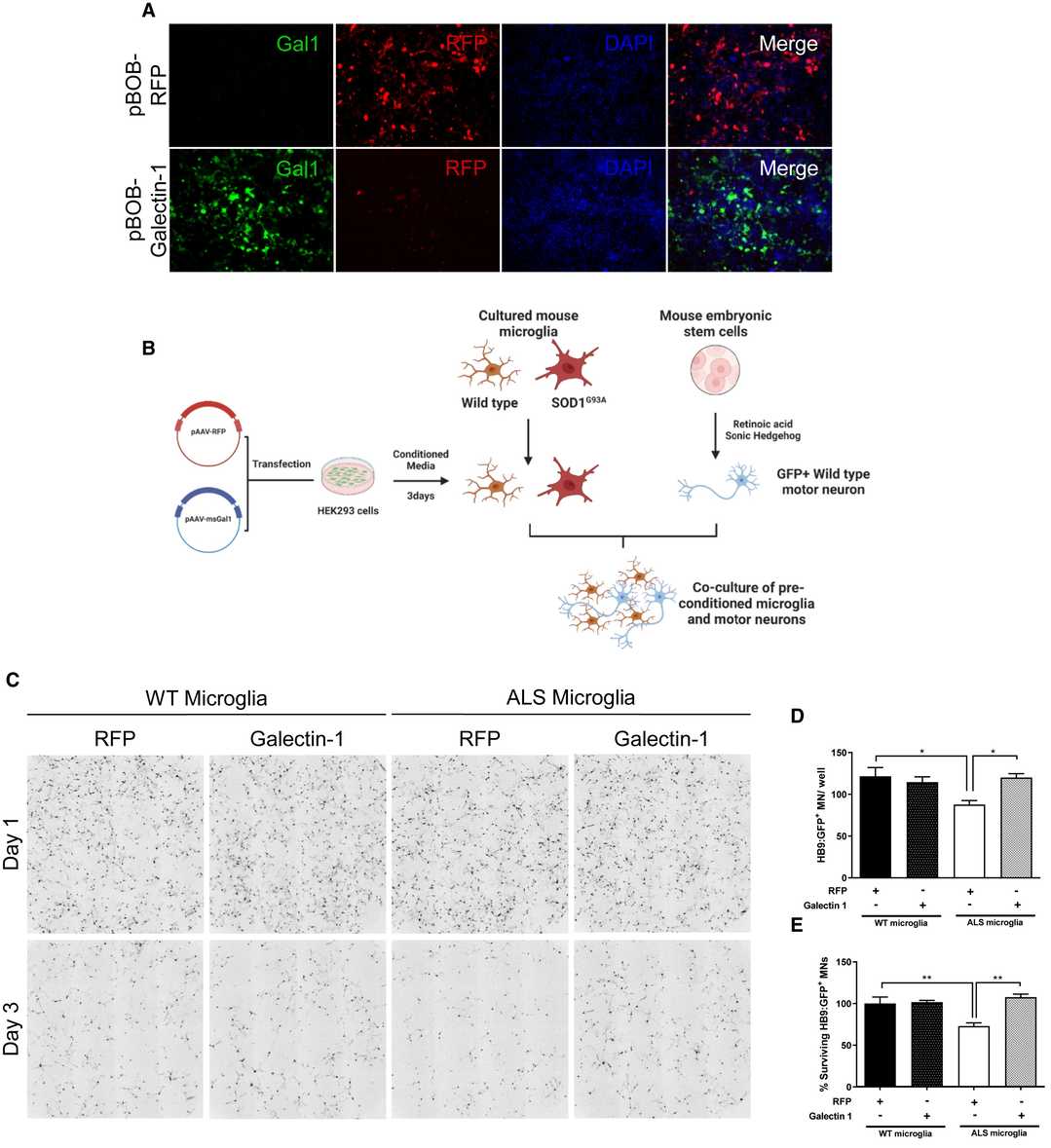 Gal1 Treatment of SOD1G93A microglia mitigates motor neuron toxicity mediated by microglia.