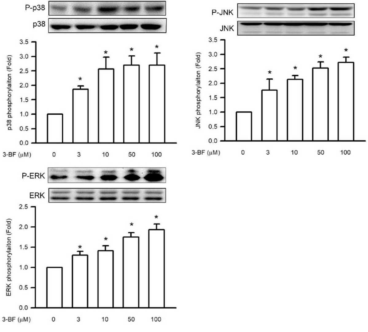 The induction of MAPK phosphorylation in SVEC4-10 endothelial cells by 3-BrFlu.