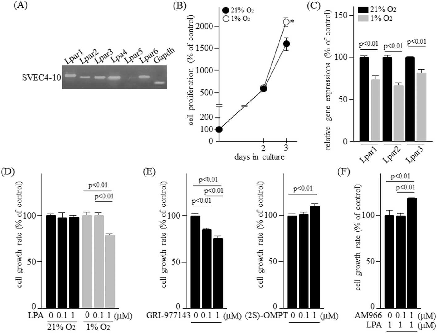 Relationship between LPA receptor expression and cell growth activity in SVEC4-10 cells.