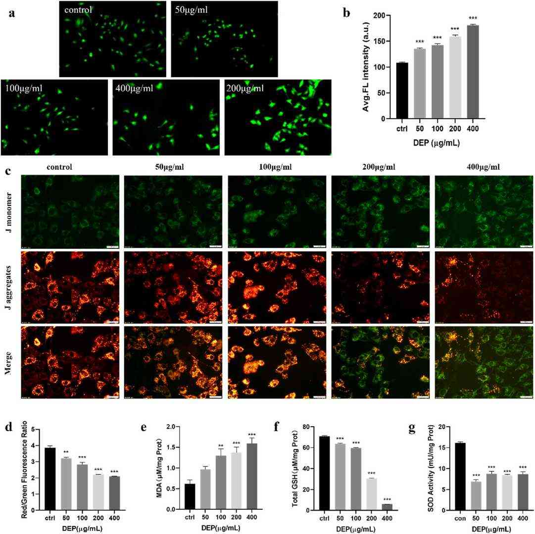 DEP exposure triggers oxidative stress and mitochondrial damage in GC-1 spg cells.