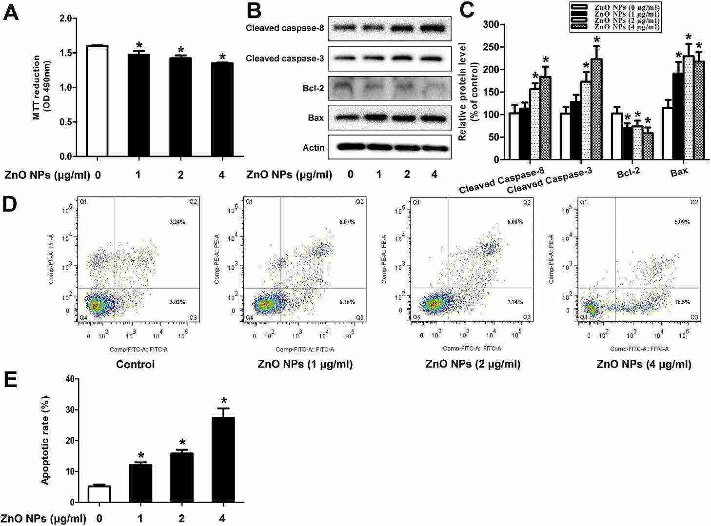 ZnO NPs induce apoptosis in mouse GC-1 spg cells.