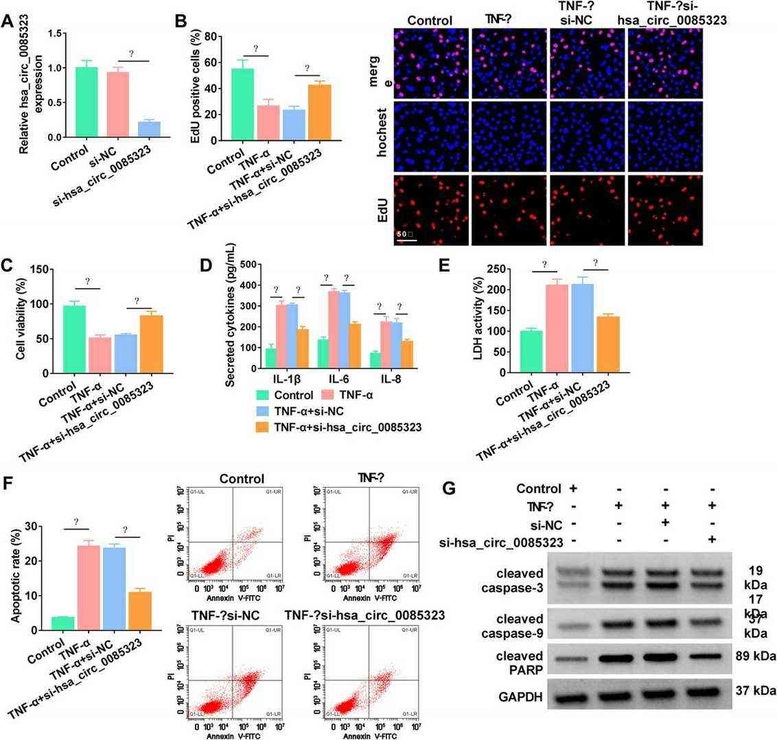 Circ_0085323 knockdown attenuated TNF-α–caused human colonic epithelial cells injury.