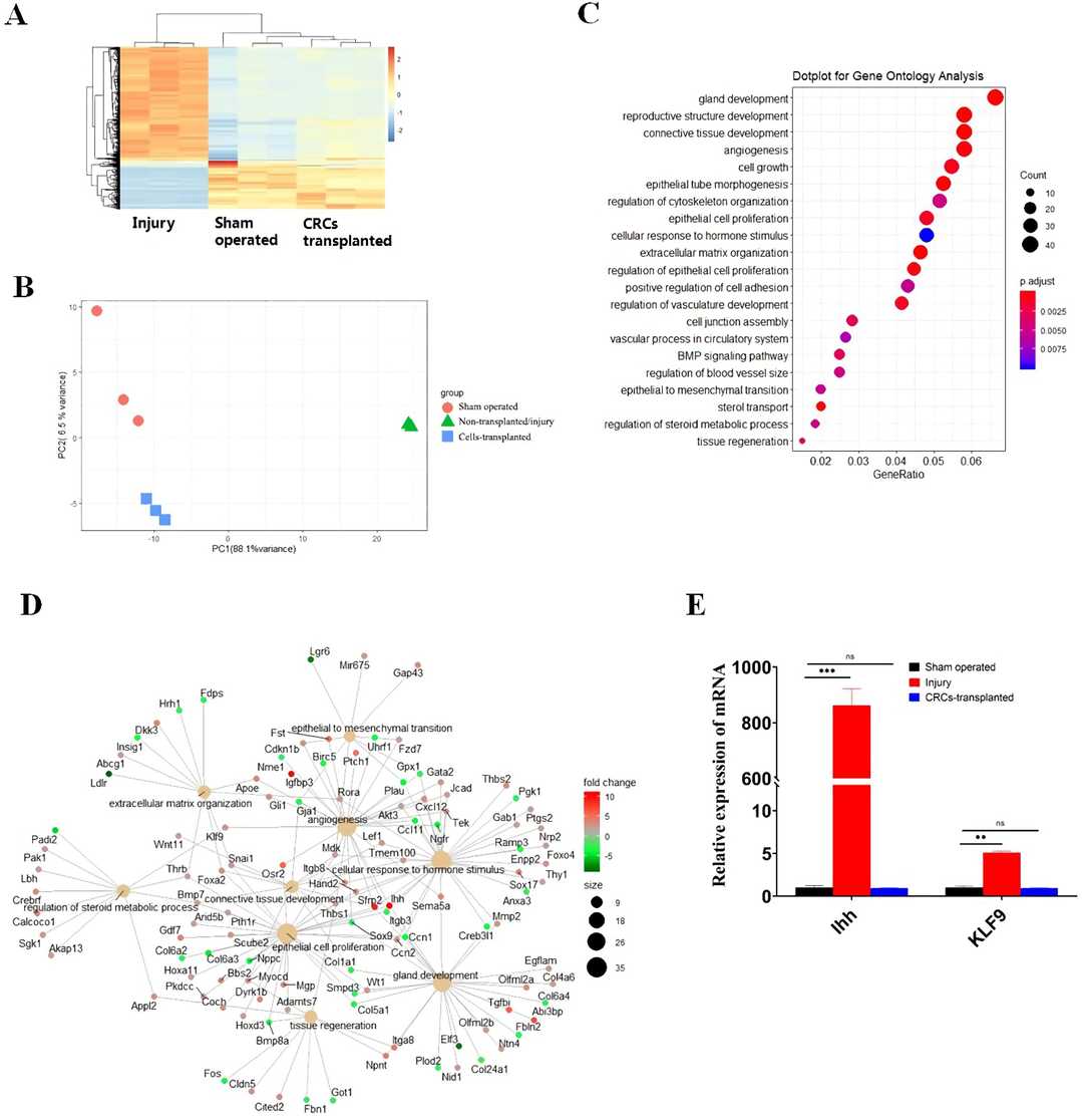 Transcriptome analysis identifies hub genes and the Ihh-KLF9 axis in endometrial repair by CRC transplantation.