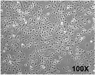 DF-1 cells morphology and cell growth kinetics.
