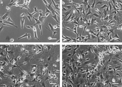 Morphological overview of undifferentiated and lineage-committed C17.2 neural progenitors.