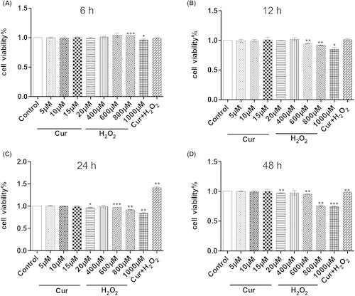 Cell viability of C17.2 neural stem cells after exposure to curcumin, H₂O₂, or their combination.