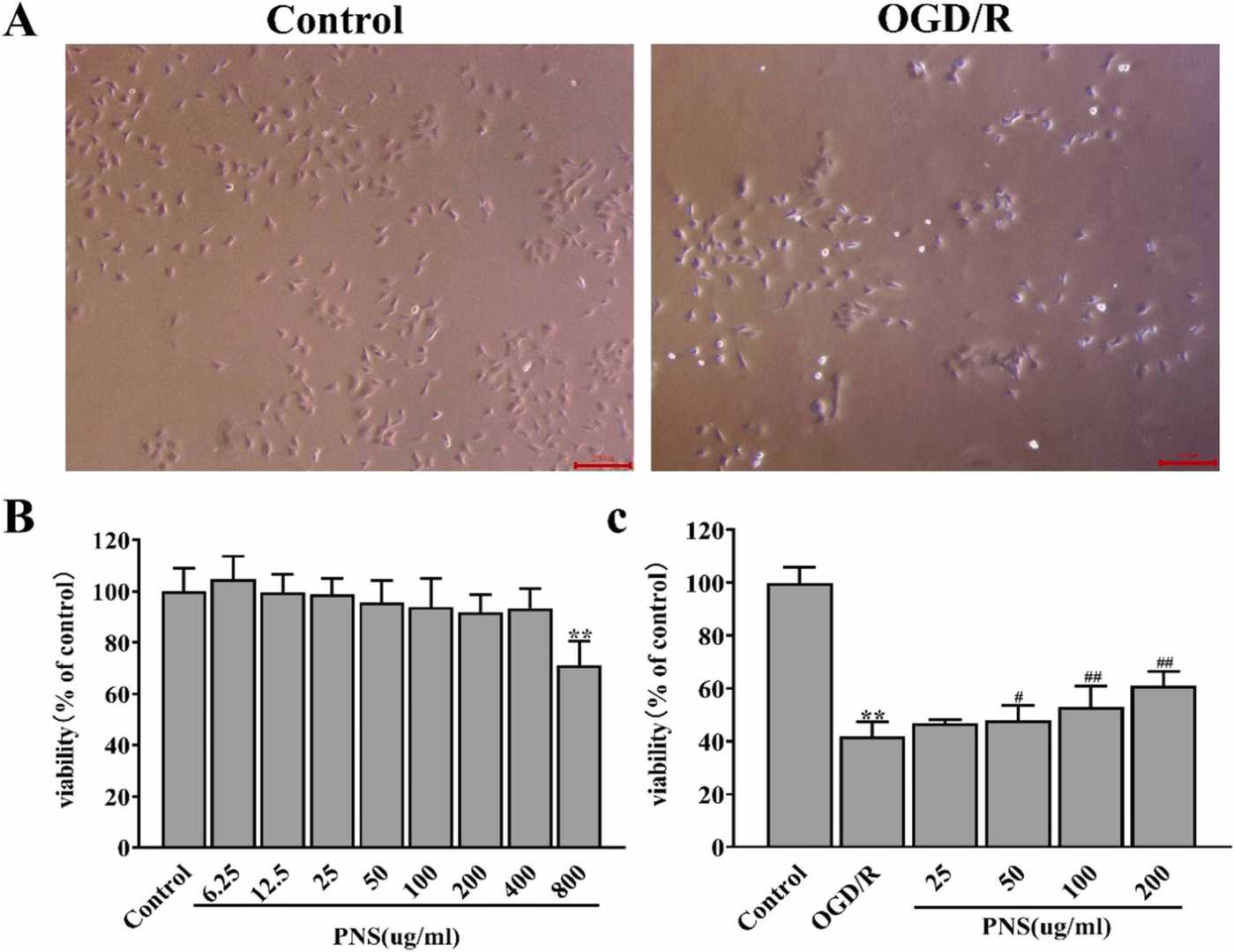 Neuroprotective efficacy of PNS against OGD/R-induced injury in C17.2 cells.