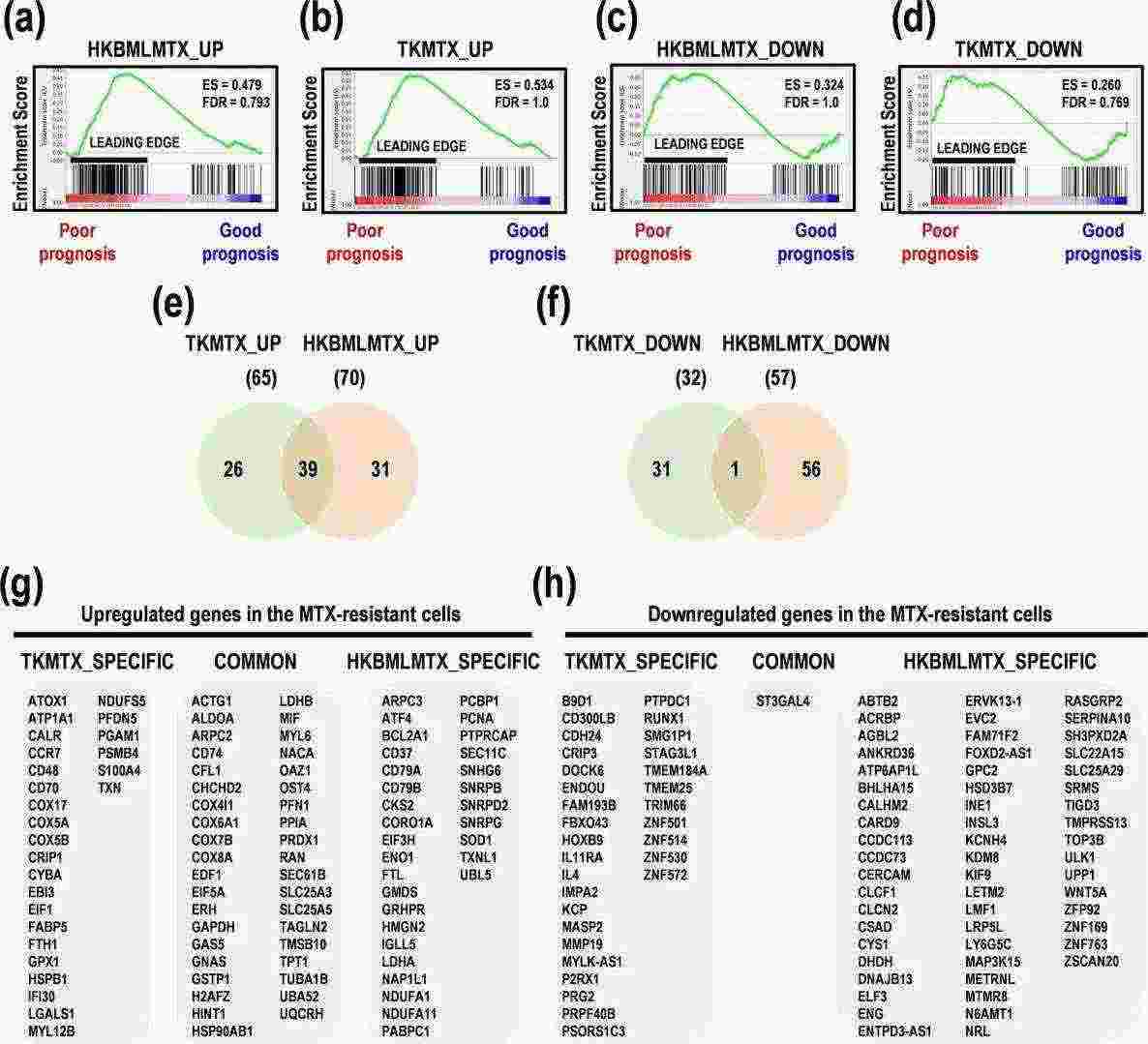 Gene set enrichment analysis (GSEA) in MTX-resistant primary central nervous system lymphoma cells.