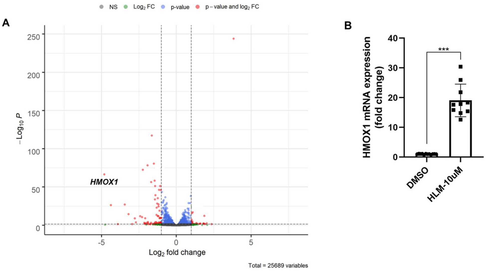 HO-1 mRNA level upregulated by E2F inhibitor.