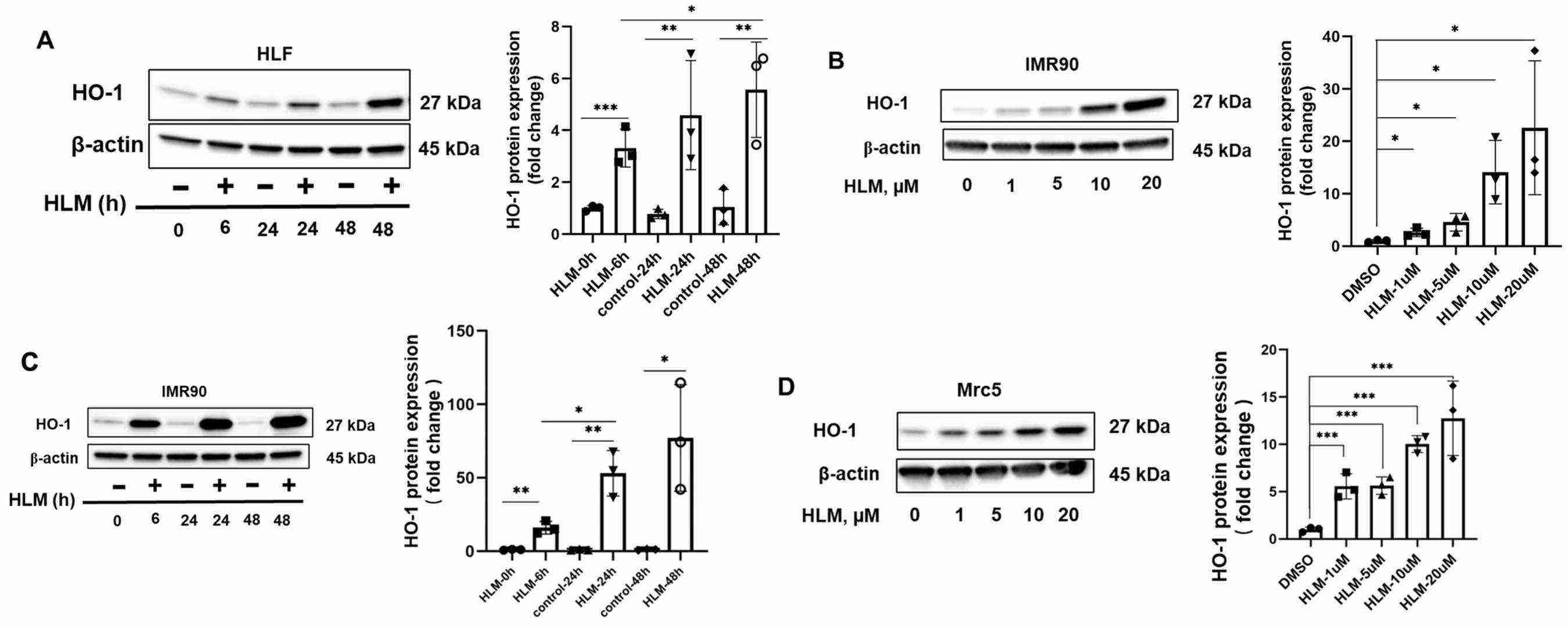 HO-1 protein levels increased by HLM006474.