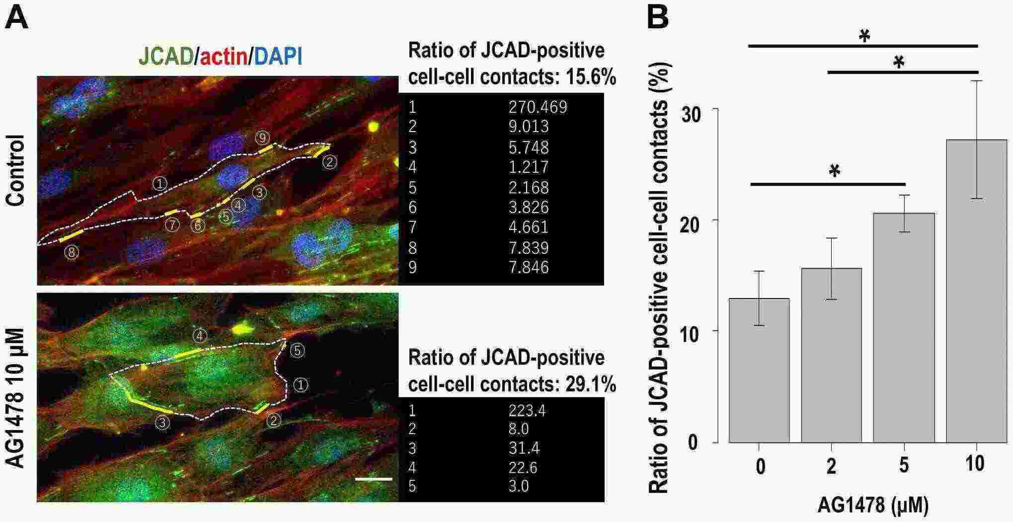 Effect of EGFR inhibition on cultured human perineurial cells. (A) Method for calculating the ratio of JCAD (green)-positive cell–cell contacts.