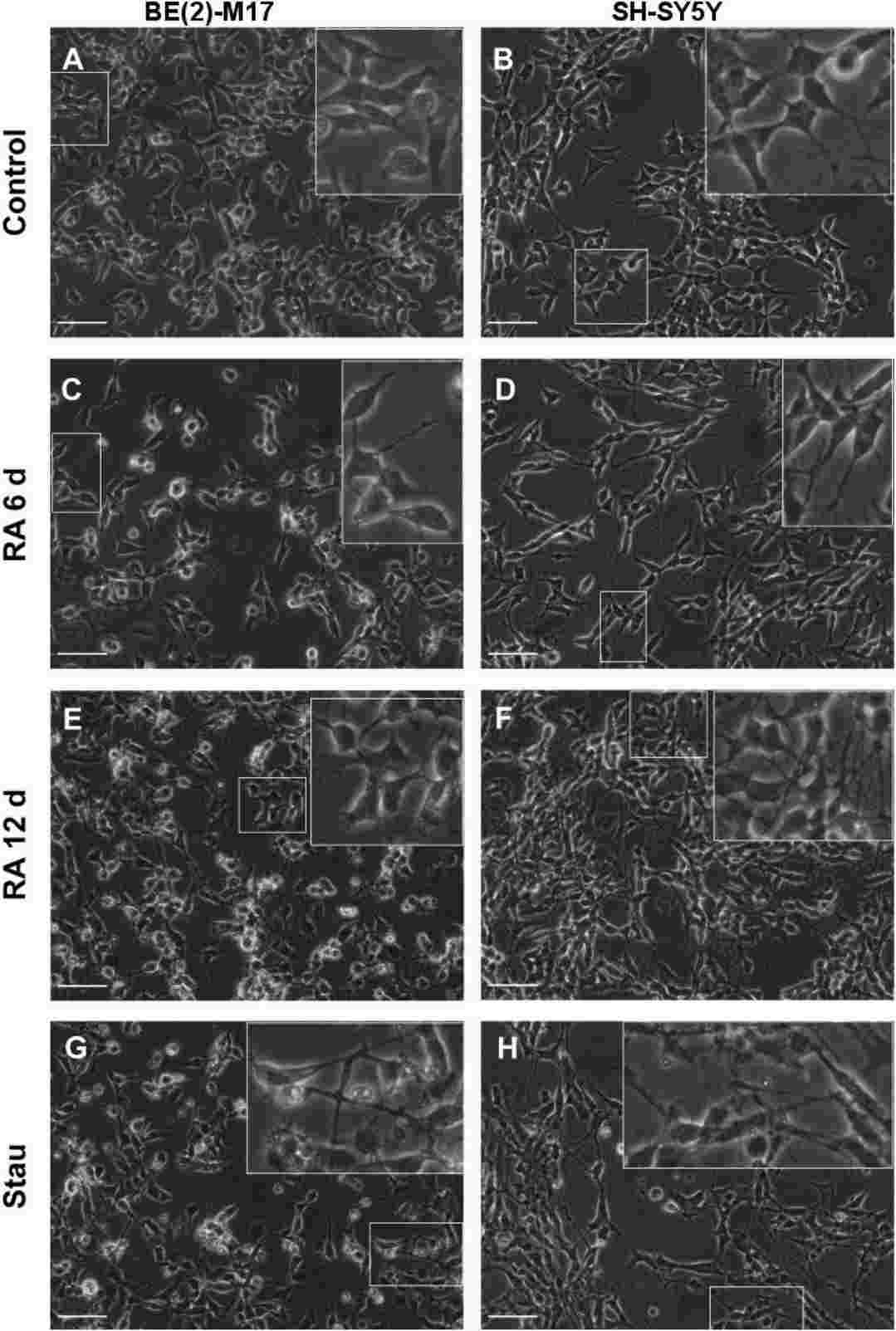 The cytotoxic effects of cisplatin, [Pt(η1-C2H4-OMe)(DMSO)(phen)]+(1), [Pt(η1-C2H4-OEt)(DMSO)(phen)]+ (2).
