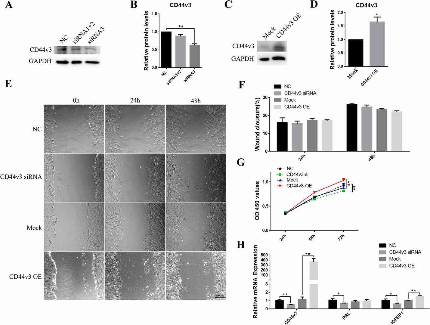Changes in cell proliferation and stromal cell decidualization following CD44v3 knockdown/overexpression in human endometrial stromal cells s (A, C) Western blot and (B, D) densitometric quantification of CD44v3 after the knockdown/overexpression of CD44v3 in T-HESCs