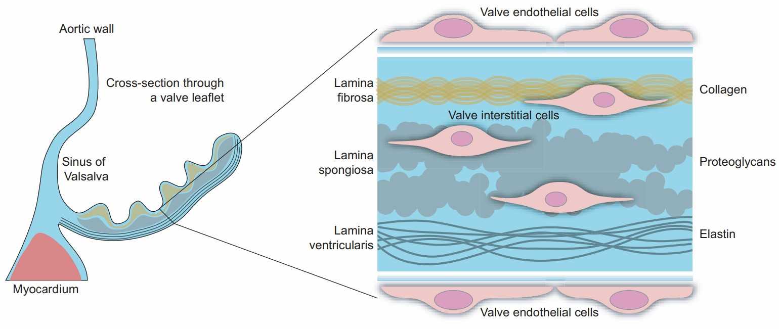Simplified structure of the human aortic valve leaflet. The enlarged section on the right illustrates the trilayered extracellular matrix and the locations of the aortic valve endothelial cells (henceforth referred to as VECs) and interstitial cells (VICs).