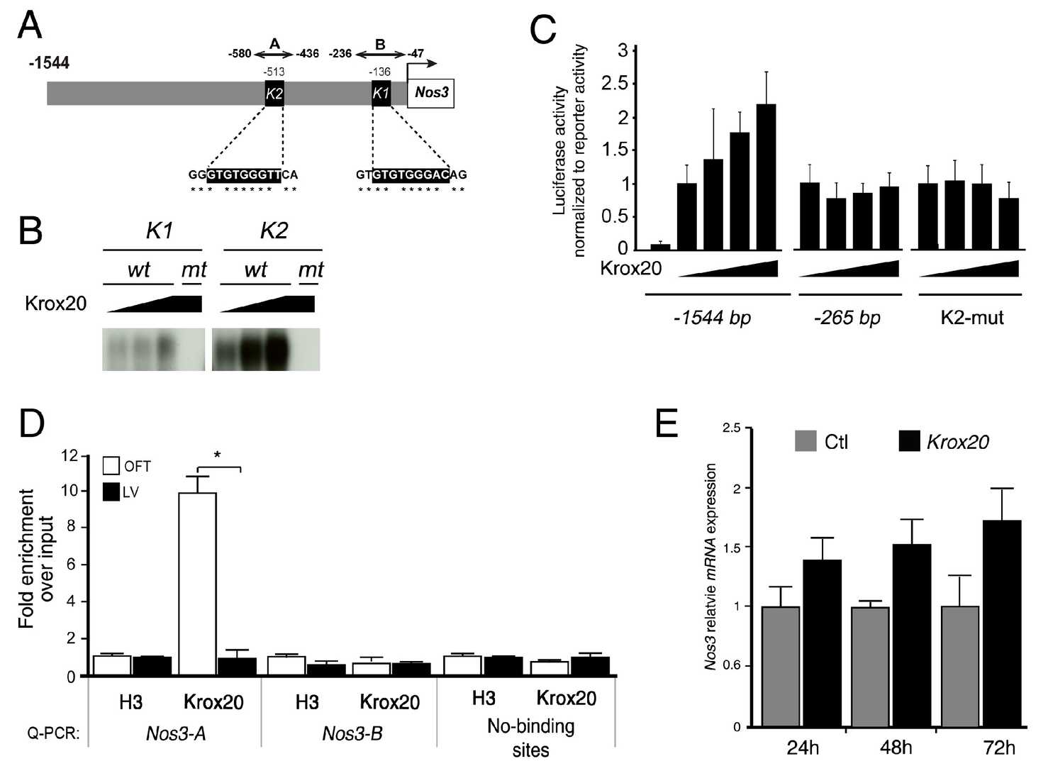 Krox20 enhances the transcriptional activity of the Nos3 proximal promoter.
