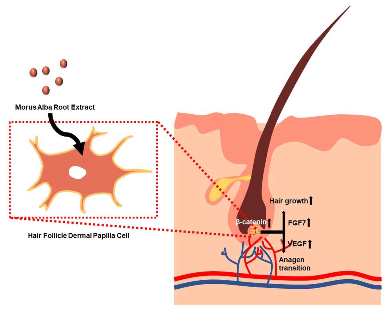 The functions of HFDPCs in hair growth.